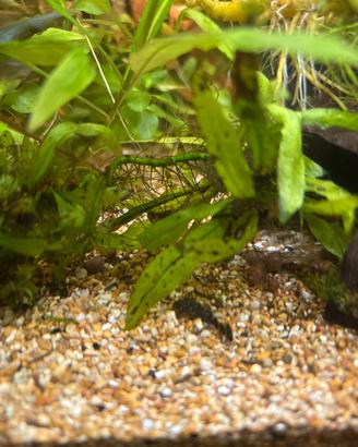 Baby ancistrus