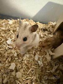 Criceti siriani