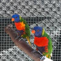Pappagalli coppie e singoli varie specie ADULTI