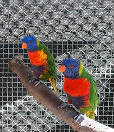 Pappagalli coppie e singoli varie specie ADULTI