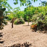 Terreno con alberi da frutto