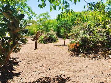 Terreno con alberi da frutto