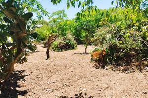 Terreno con alberi da frutto