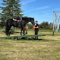 Due cavalli, selle, selleria, camioncino