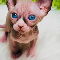 Cuccioli sphynx disponibili