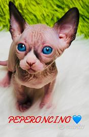 Cuccioli sphynx disponibili