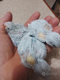 Uccelli
