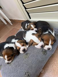 Beagle