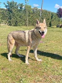 Femmina cane lupo cecoslovacco