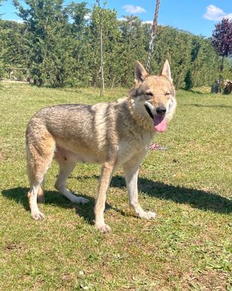Femmina cane lupo cecoslovacco