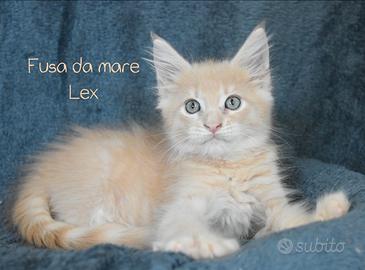 Cucciolo Maine coon maschio crema