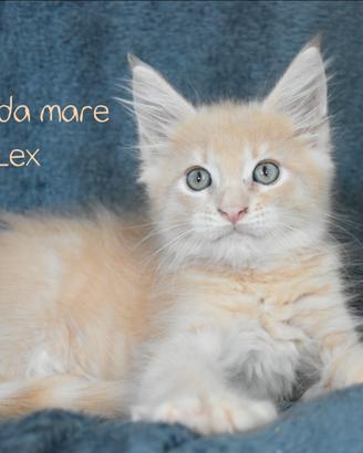 Cucciolo Maine coon maschio crema