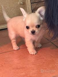 Cuccioli chihuahua