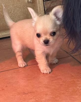 Cuccioli chihuahua