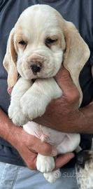 Beagle