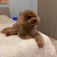 Barboncino per monte