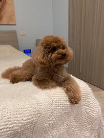 Barboncino per monte