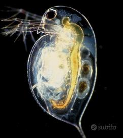Daphnia magna cibo vivo e micro fauna