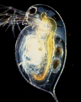 Daphnia magna cibo vivo e micro fauna