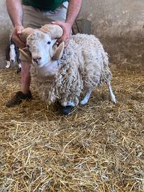Ariete pecora D'oussant