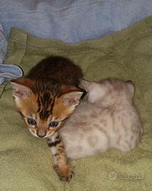 Cuccioli Bengal