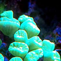 Acquario marino corallo