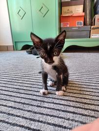 Gattini, gatto, nero, bianco e nero