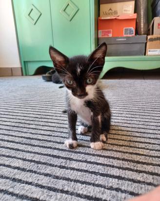 Gattini, gatto, nero, bianco e nero