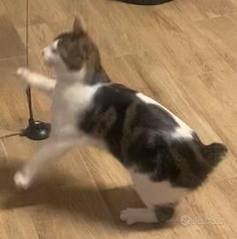Gattina di un anno sterilizzata