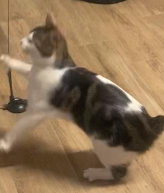 Gattina di un anno sterilizzata