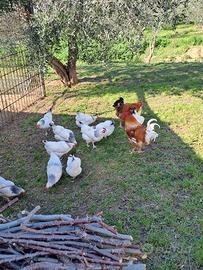 Polli da incubare di razza pesante