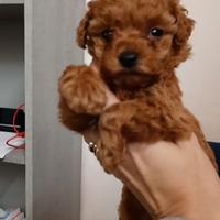 Cucciola Barboncino Mini Toy