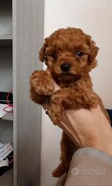 Cucciola Barboncino Mini Toy