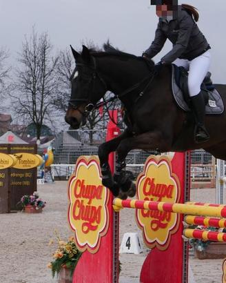 Cavallo da salto