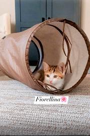 Fiorellina la gattina chiacchierina