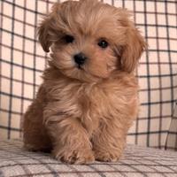 Maltipoo Albicocca cuccioli