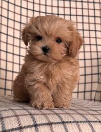 Maltipoo Albicocca cuccioli