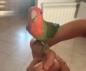 Pappagallo inseparabile allevato a mano