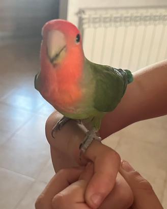Pappagallo inseparabile allevato a mano
