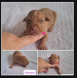 Cuccioli Pitbull ukc