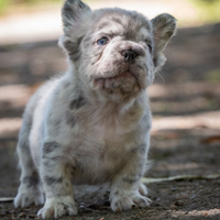 Bulldog francese Fluffy