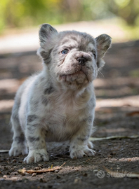 Bulldog francese Fluffy