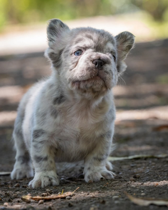 Bulldog francese Fluffy