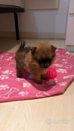 Spitz Pomerania linea americana