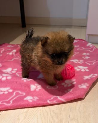 Spitz Pomerania linea americana
