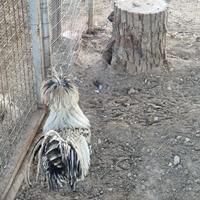 Gallo padovano argento orlato nero