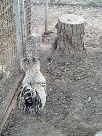 Gallo padovano argento orlato nero