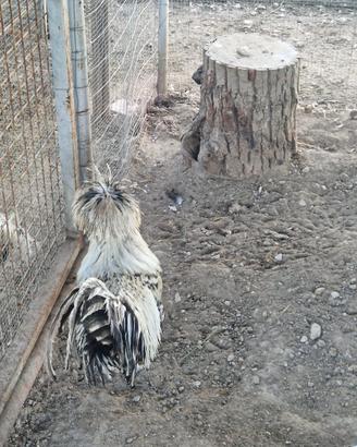 Gallo padovano argento orlato nero