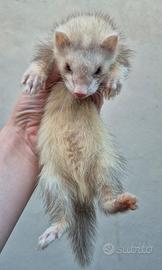 ferrets