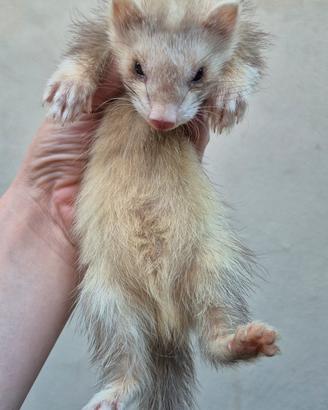 ferrets